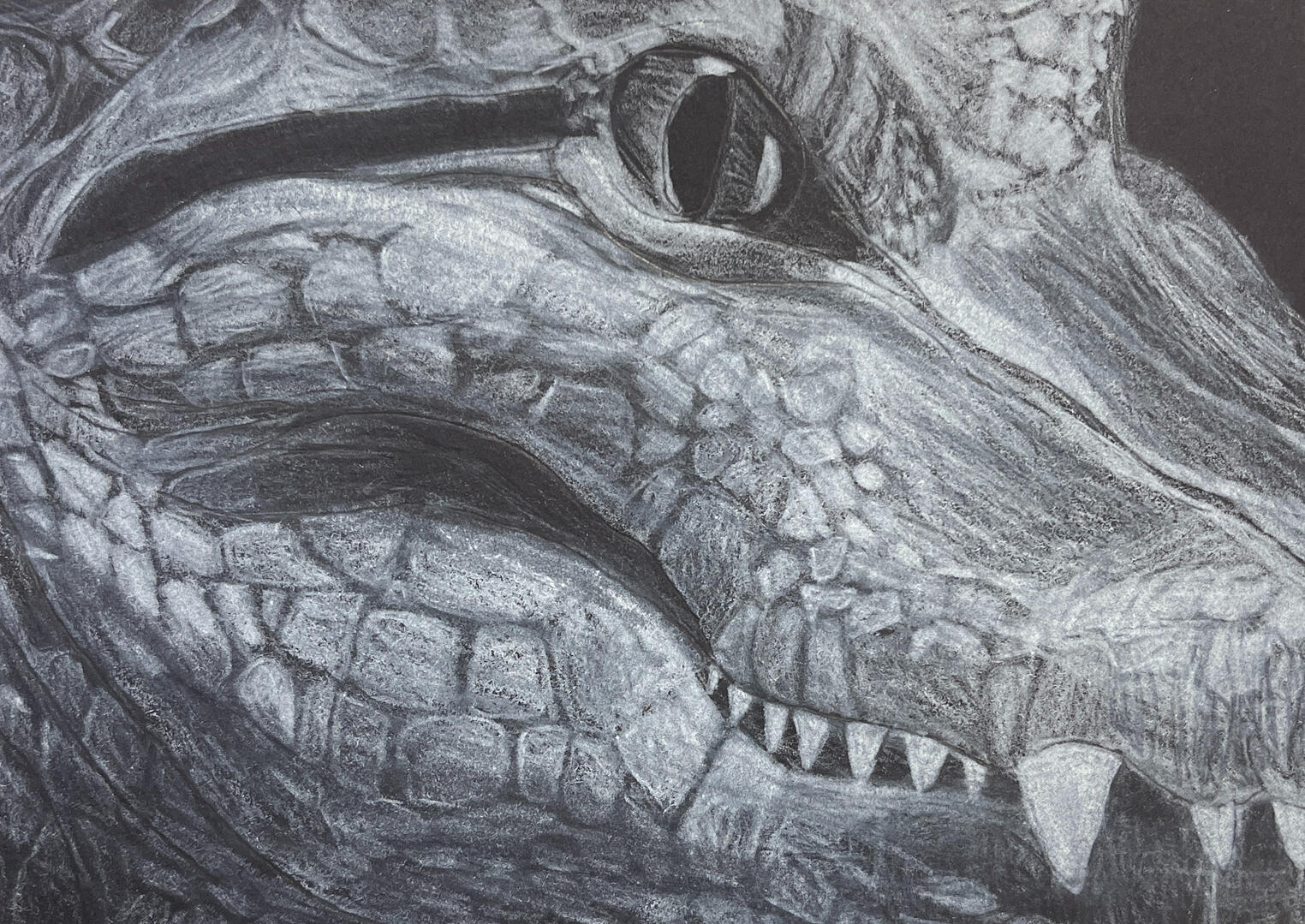 Crocodile White Pencil on Black Paper